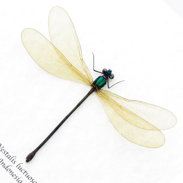 Real large green Dragonfly framed taxidermy - Vestalis luctuosa - female