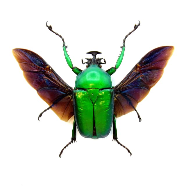 Large green African Scarab beetle framed taxidermy - Dicronorrhina micans