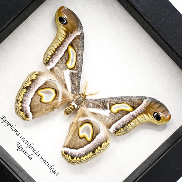 Rare Saturn moth framed taxidermy - Epiphora rectifascia watulegei