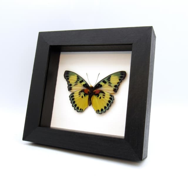 Real Forester butterfly framed taxidermy - Euphaedra adonina - large female