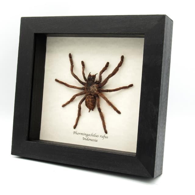 Rare Peach Earth Tiger Tarantula spider framed taxidermy - Phormingochilus rufus