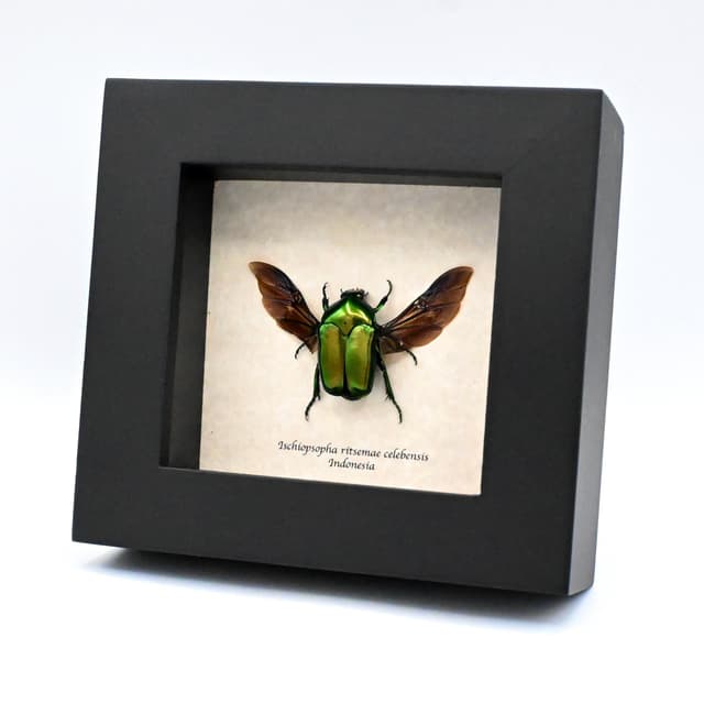 Real metallic green beetle framed taxidermy - Ischiopsopha ritsemae celebensis