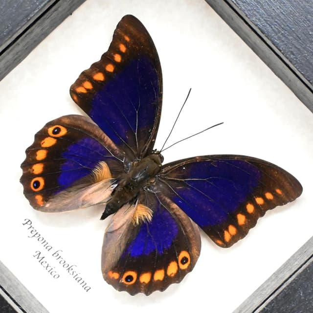 Rare purple Brush-footed butterfly framed taxidermy - Prepona brooksiana - large