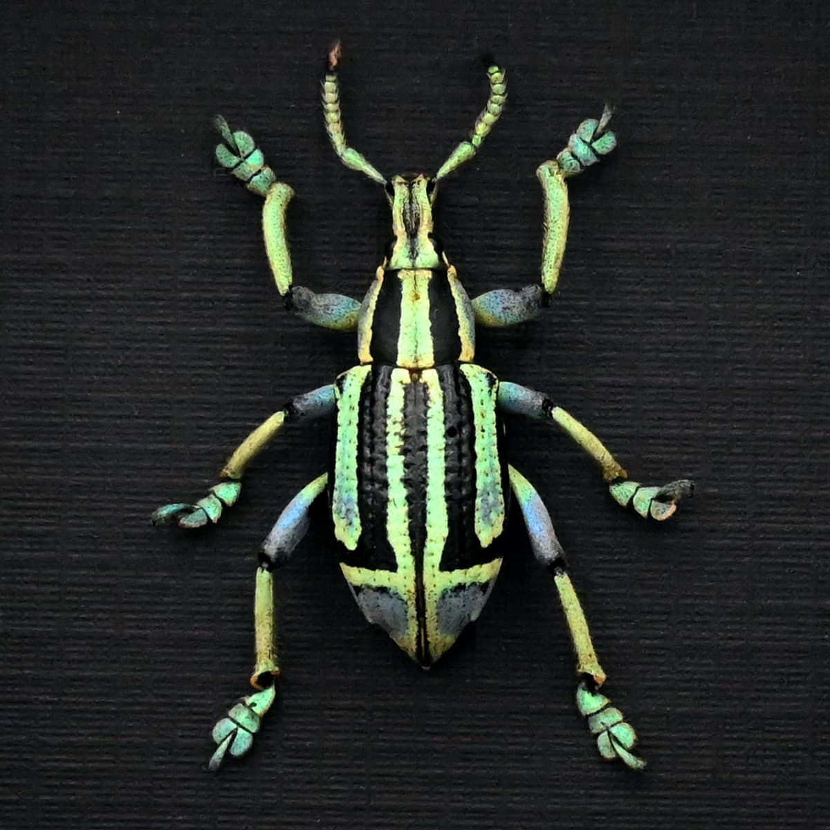 Rare green Weevil framed taxidermy - Eupholus bennetti - special color form