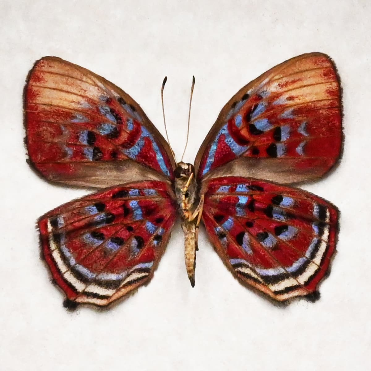 Rare Red Harlequin butterfly framed taxidermy - Paralaxita telesia