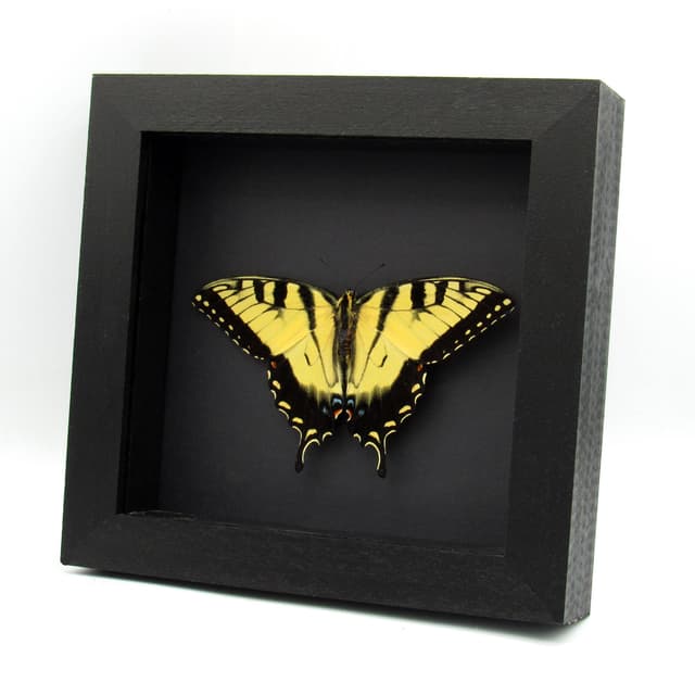 Real Tiger Swallowtail framed taxidermy - Papilio glaucus - Victorian mount - large female
