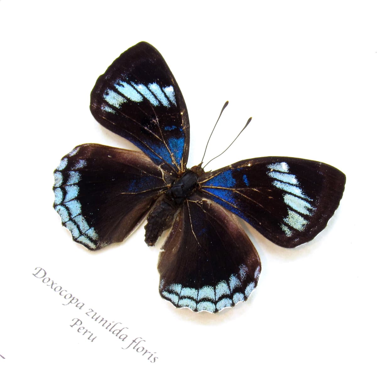 Real blue metallic Dingy Emperor butterfly framed taxidermy - Doxocopa zunilda floris - female