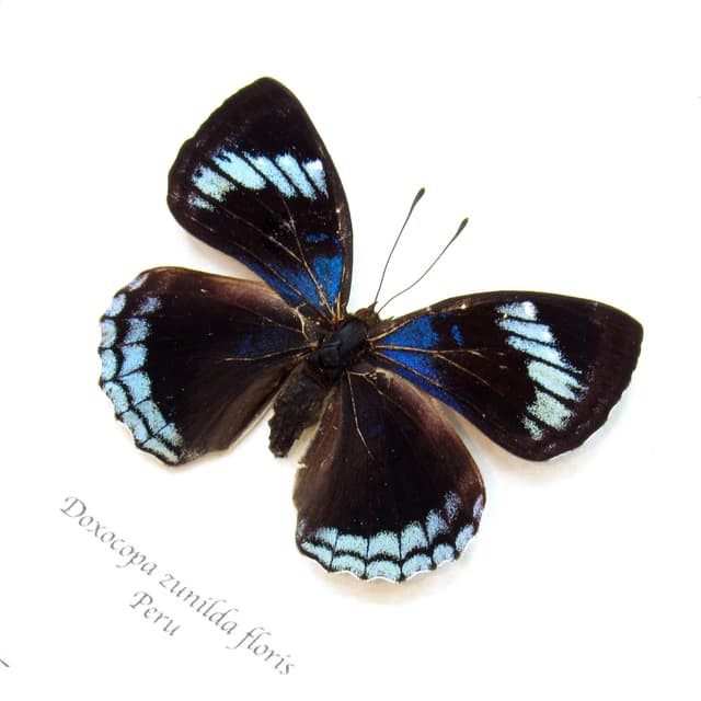 Real blue metallic Dingy Emperor butterfly framed taxidermy - Doxocopa zunilda floris - female