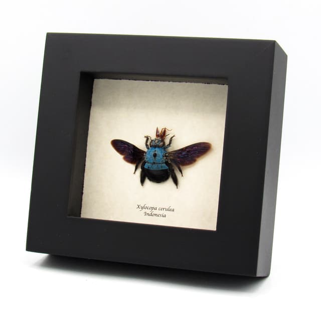 Real blue carpenter bee framed taxidermy - Xylocopa cerulea