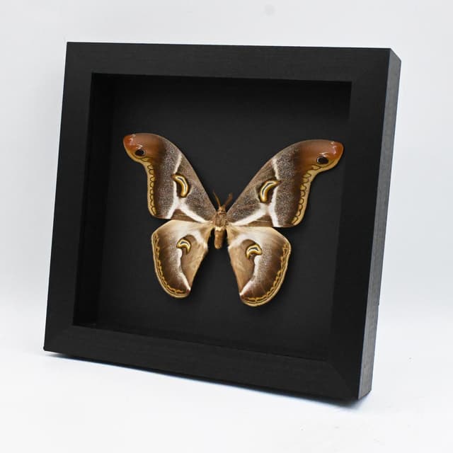 Rare XL African Saturn moth framed taxidermy - Epiphora vacuna