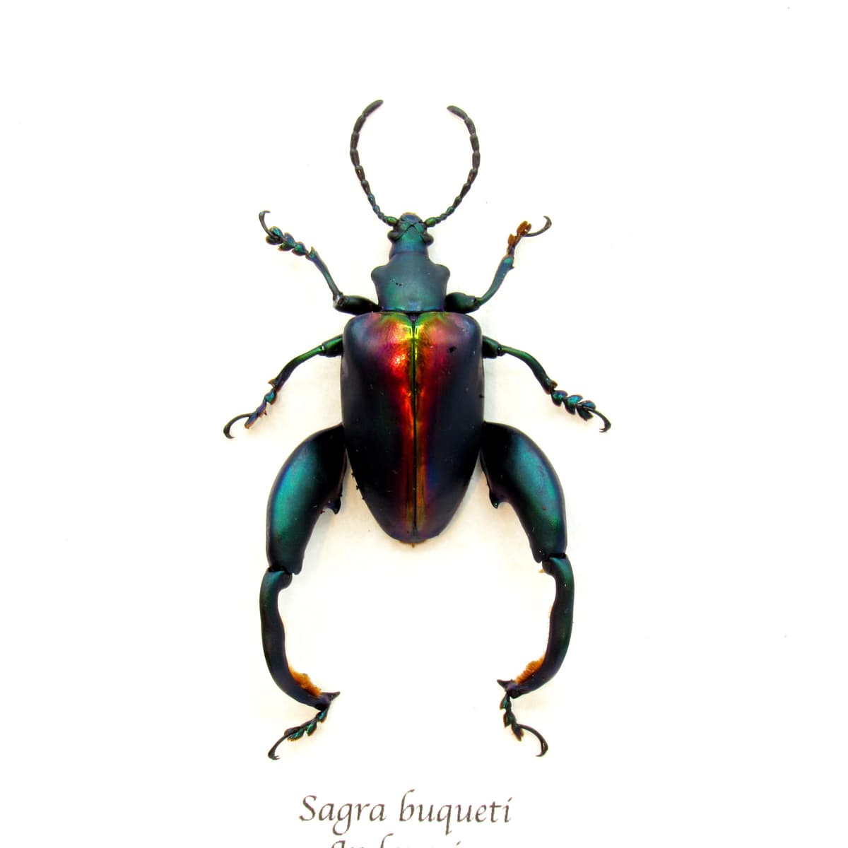 Real XL Rainbow Frog-Legged Leaf beetle framed taxidermy - Sagra buqueti