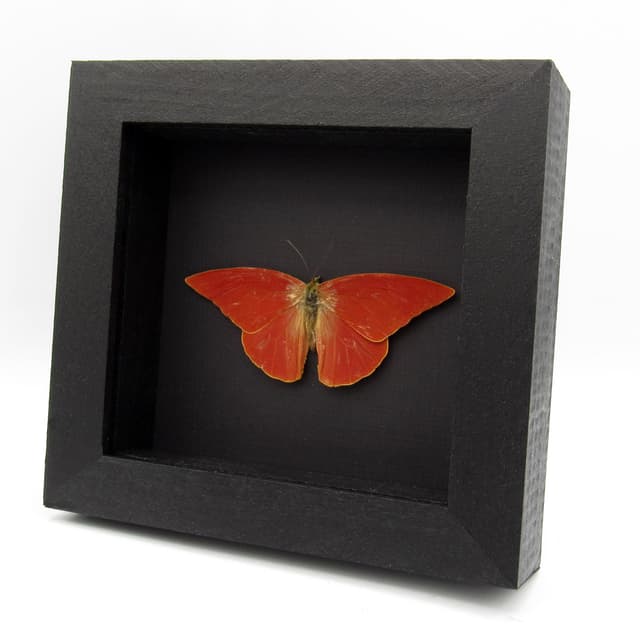 Real Orange Albatross butterfly framed taxidermy - Appias nero