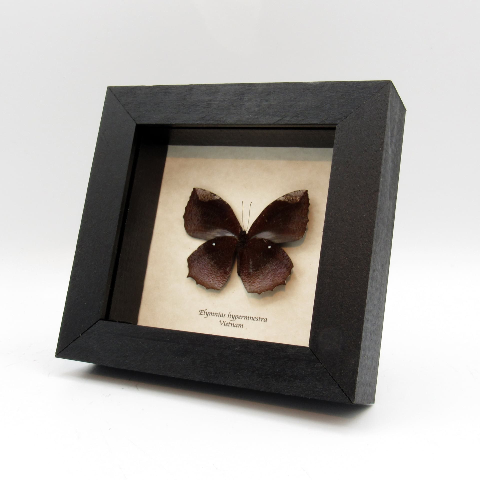 Real Common Palmfly butterfly taxidermy - Elymnias hypermnestra