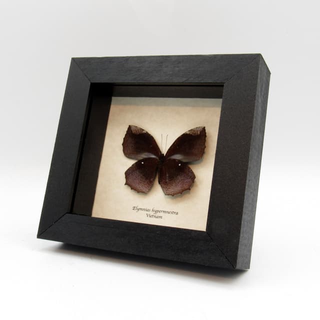 Real Common Palmfly butterfly taxidermy - Elymnias hypermnestra