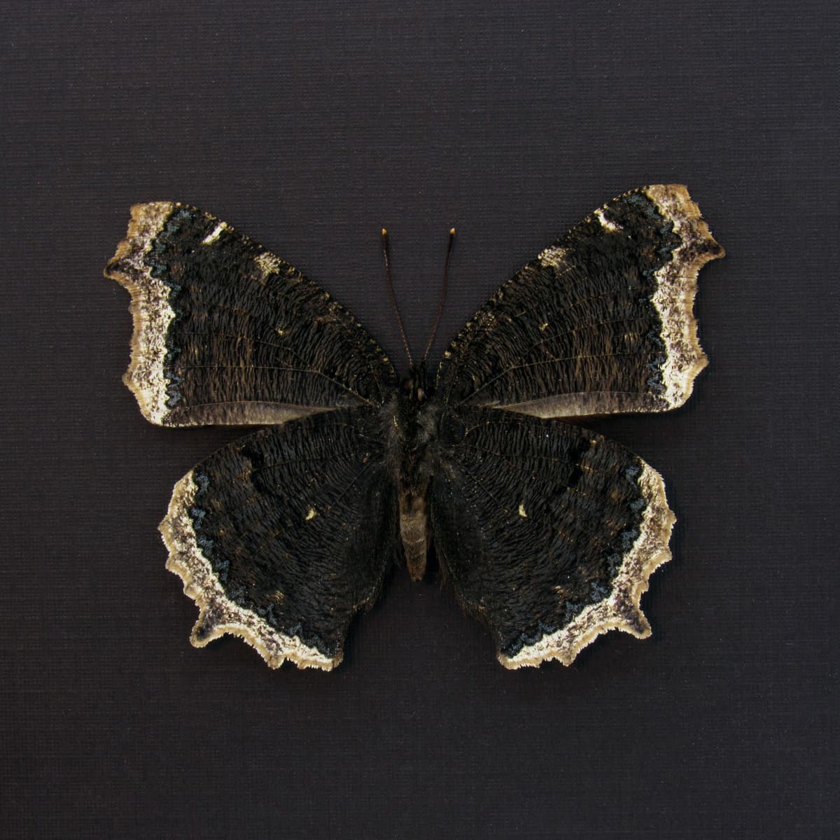 Real Mourning Cloak butterfly framed taxidermy - Nymphalis antiopa