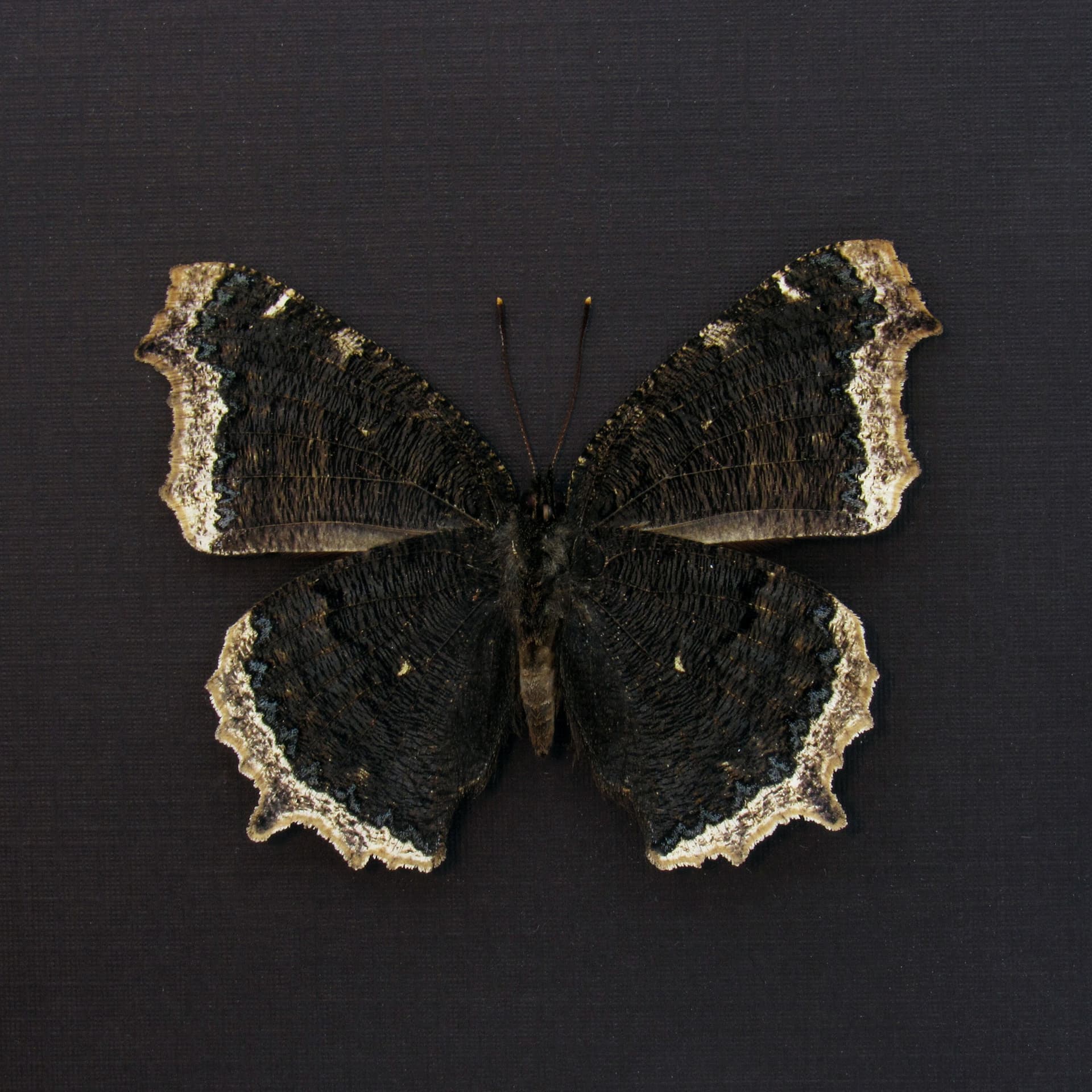 Real Mourning Cloak butterfly framed taxidermy - Nymphalis antiopa