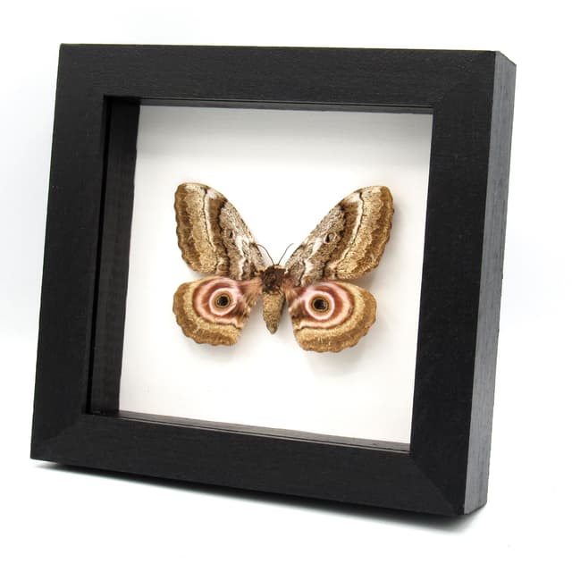 Rare Speckled Emperor moth framed taxidermy - Gynanisa maja - female