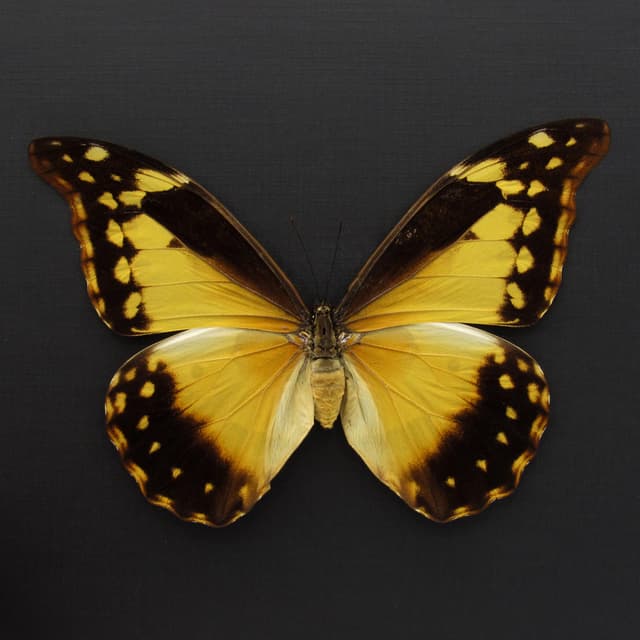 Rare XXL Giant Morpho butterfly framed taxidermy - Morpho rhetenor helena - female - 6.2 inch wingspan