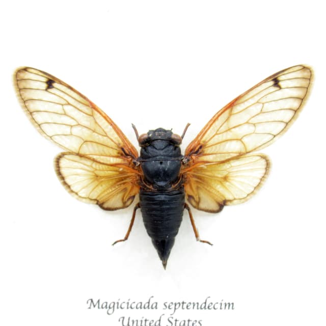Real 17 Year Pharaoh Periodical Cicada framed taxidermy - Magicicada septendecim - 2024
