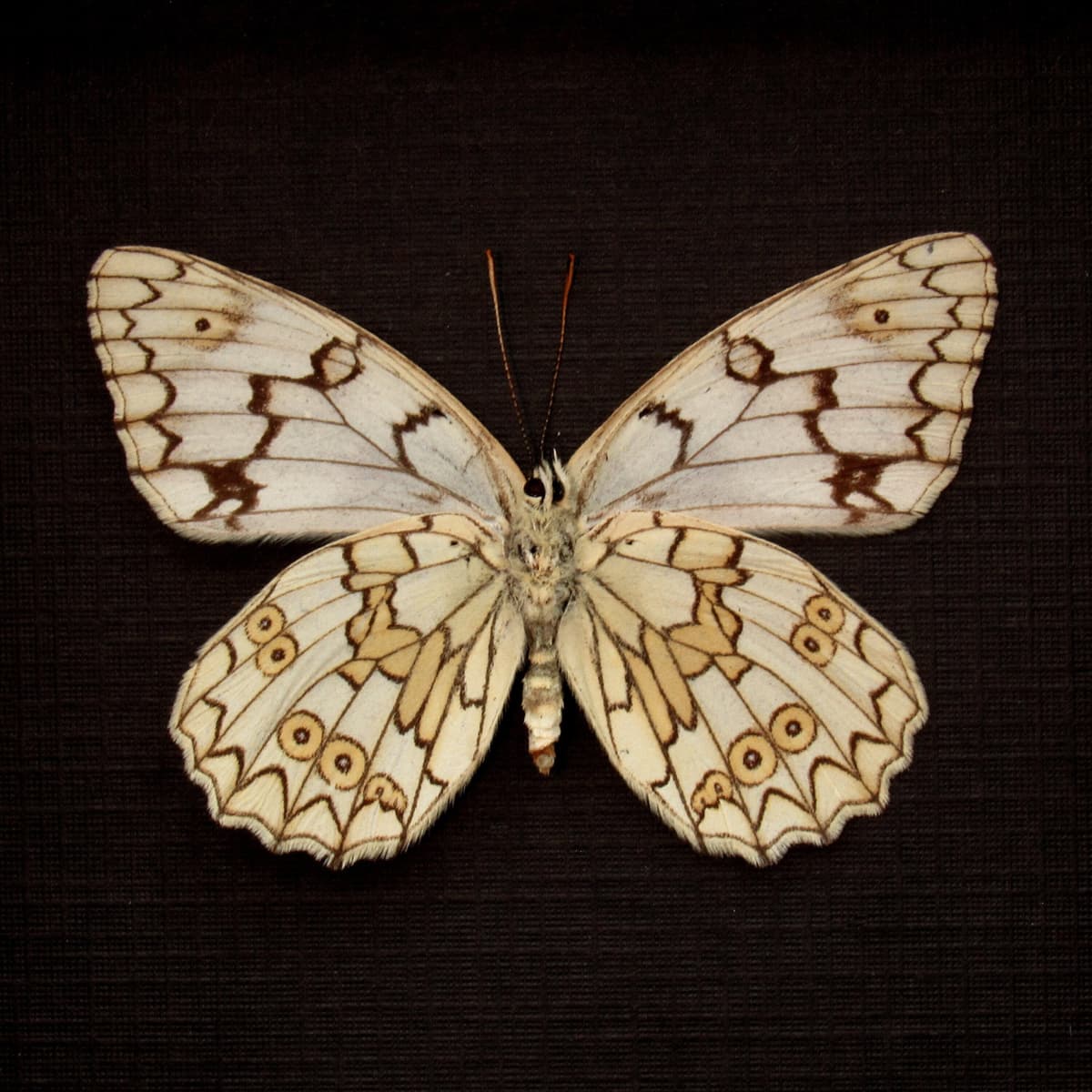 Real Marbled White butterfly framed taxidermy - Melanargia russiae