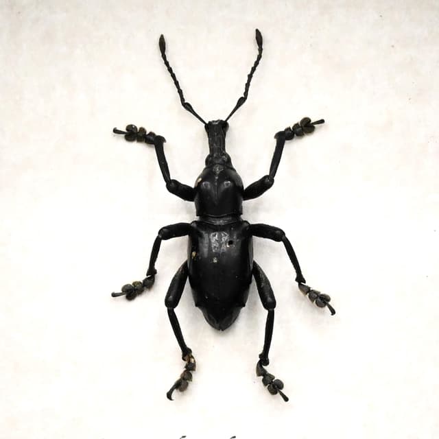 Real jet black Weevil framed beetle taxidermy - Curculionidae species