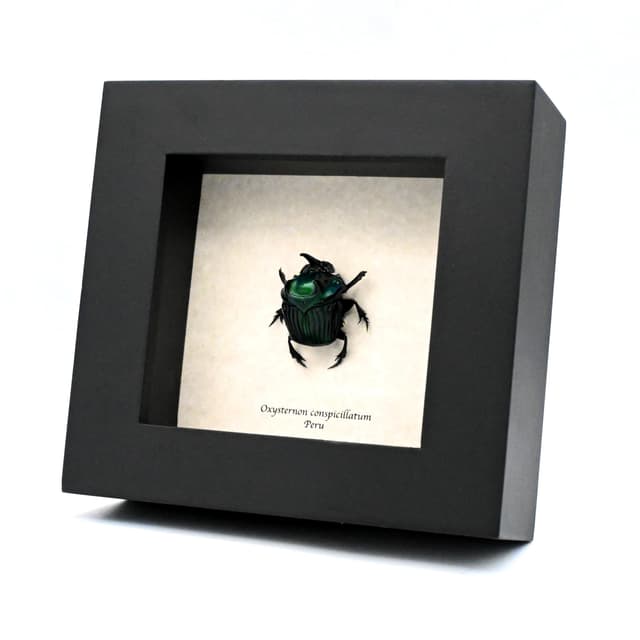 Real metallic green dung beetle framed taxidermy - Oxysternon conspicillatum