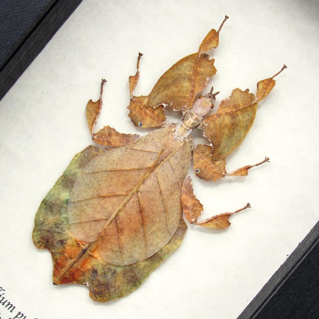 Rare brown Walking Leaf bug framed taxidermy - Phyllium pulchrifolium