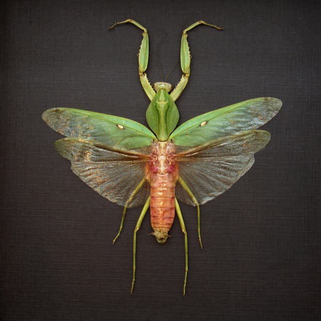 Real Giant Hooded Leaf Mantis framed taxidermy - Rhombodera javana