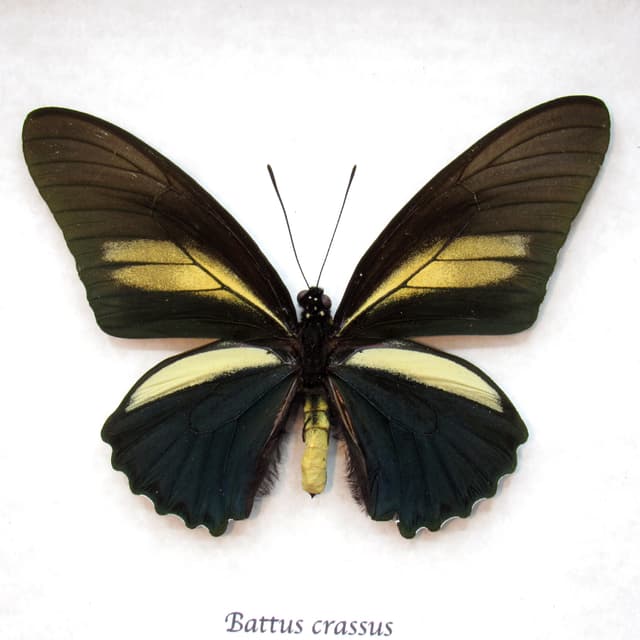 Real deep indigo butterfly framed - Battus crassus