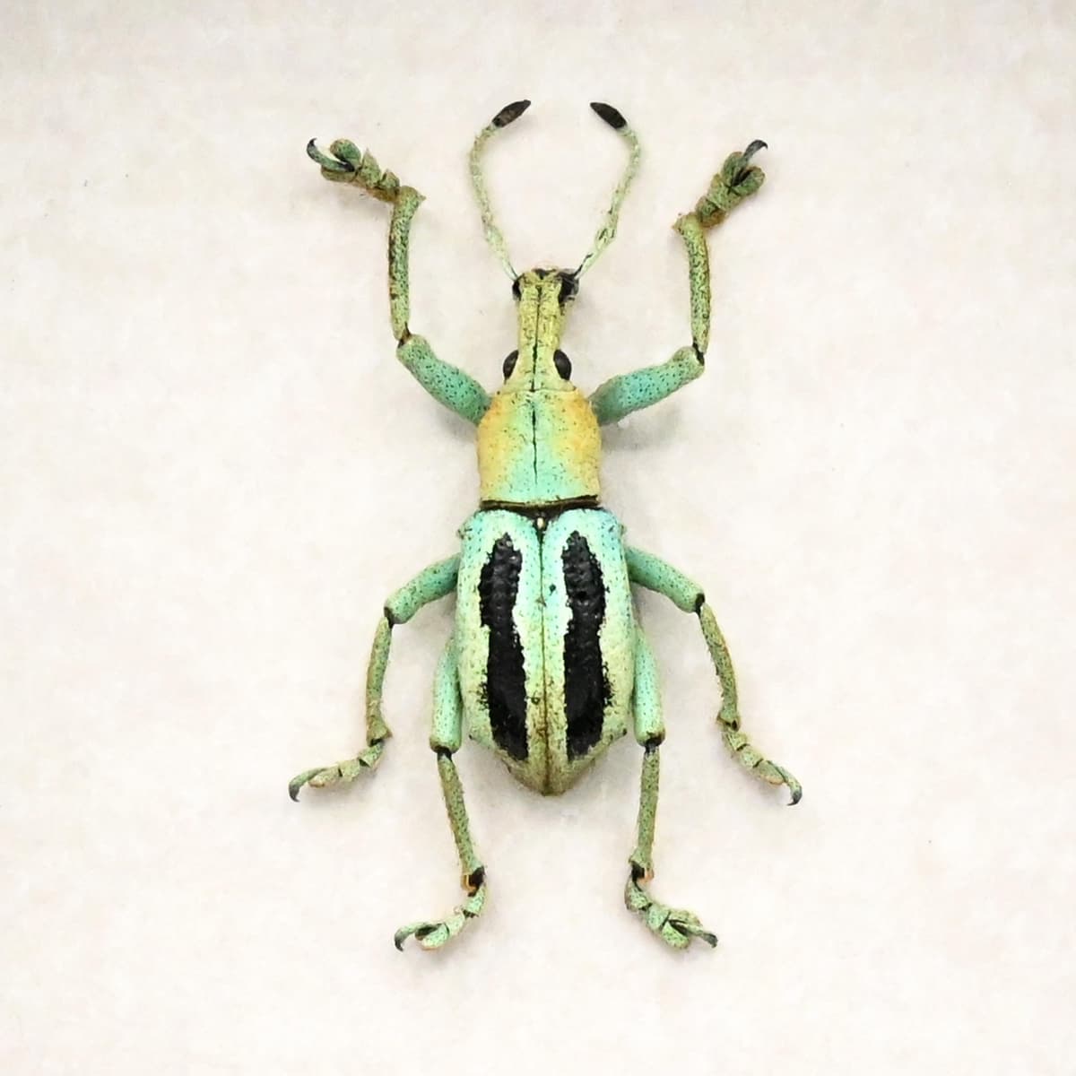 Rare Weevil beetle framed taxidermy - Eupholus marilaurea