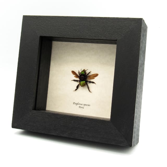 Rare XL green metallic Orchid Bee framed taxidermy - Euglossa species