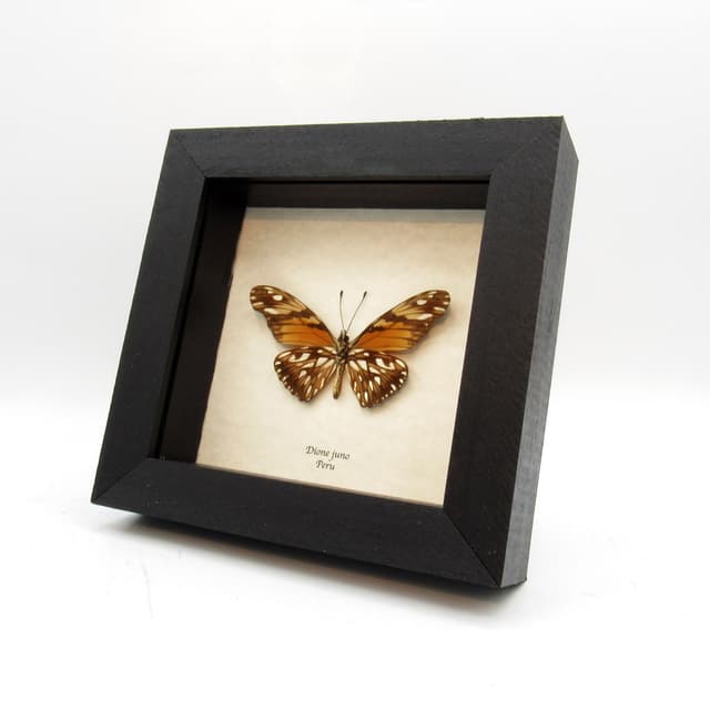 Real gold metallic butterfly framed taxidermy - Dione juno