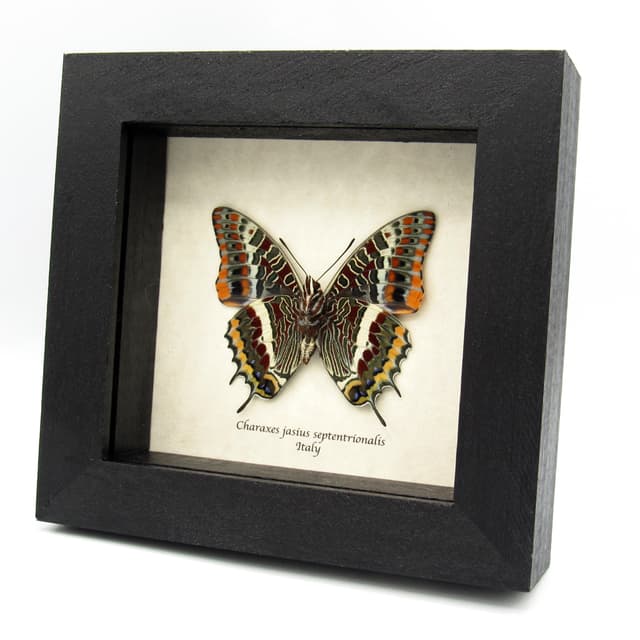 Rare Two-tailed Pasha butterfly framed taxidermy - Charaxes jasius septentrionalis