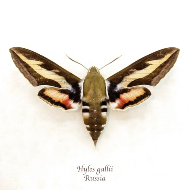 Real Bedstraw Hawkmoth framed taxidermy - Hyles gallii