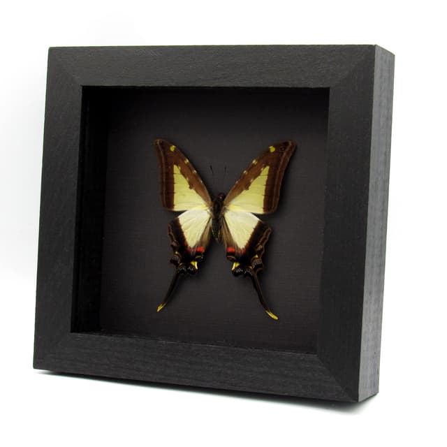 Large pale green Swallowtail butterfly framed - Protographium leucaspis