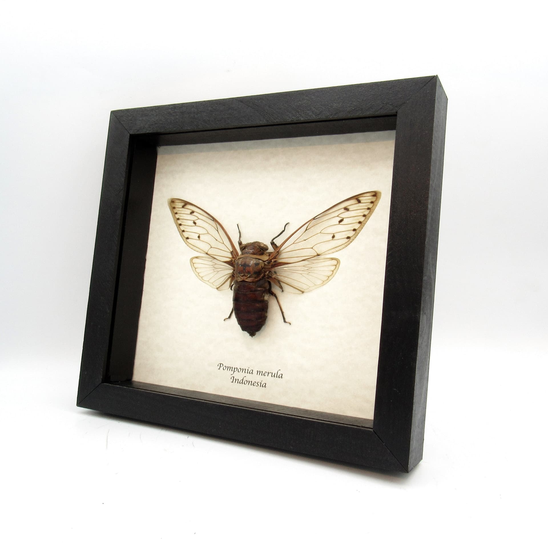 Real giant cicada framed taxidermy - Pomponia merula