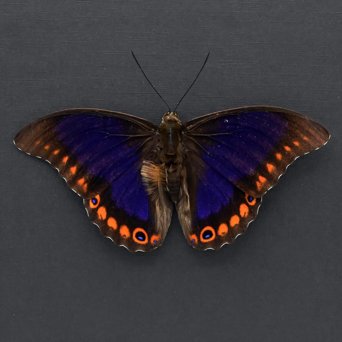 Rare XL purple Brush-footed butterfly framed taxidermy - Prepona brooksiana - Victorian mount