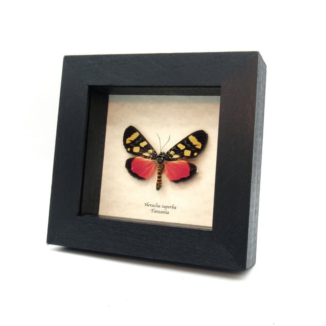Real Superb False Tiger moth frame taxidermy - Heraclia superba - minor damage