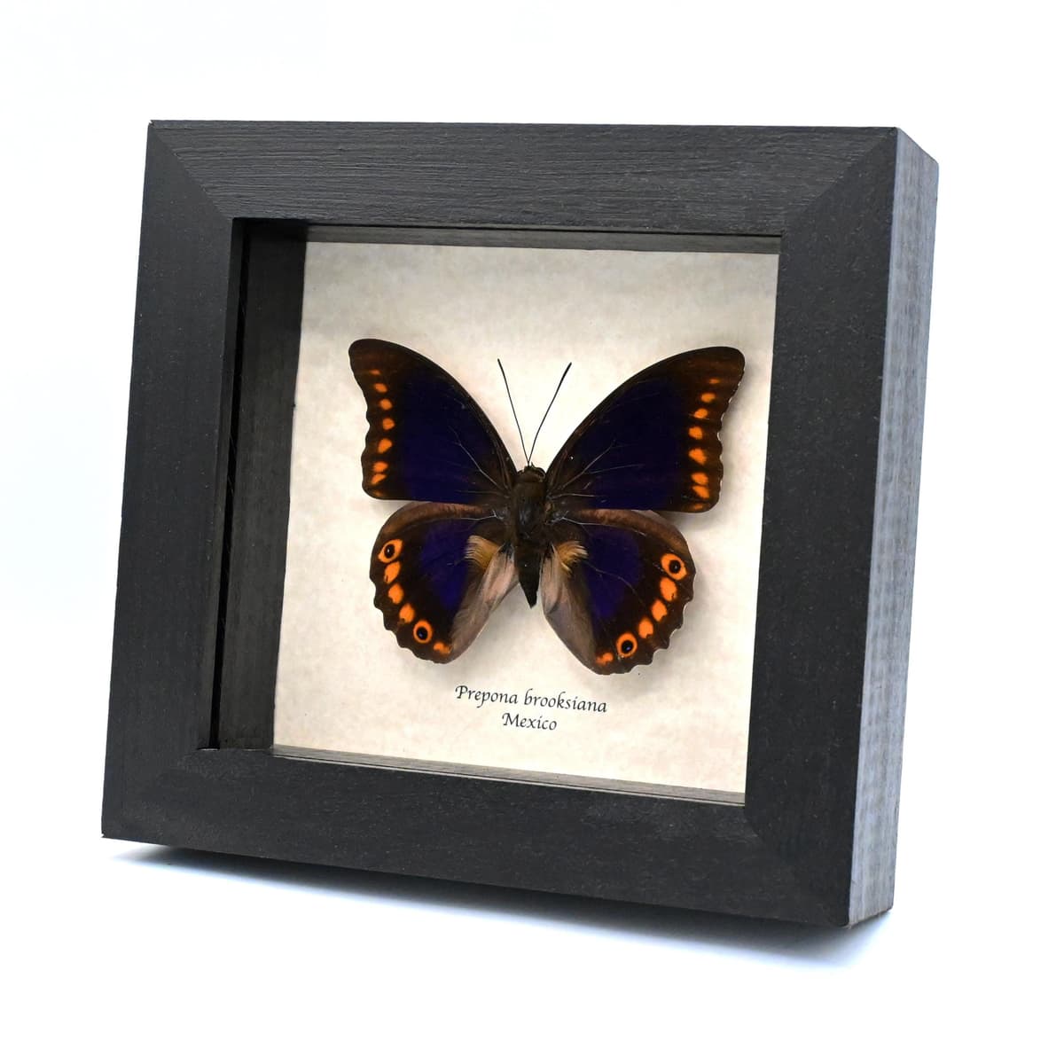 Rare purple Brush-footed butterfly framed taxidermy - Prepona brooksiana - large