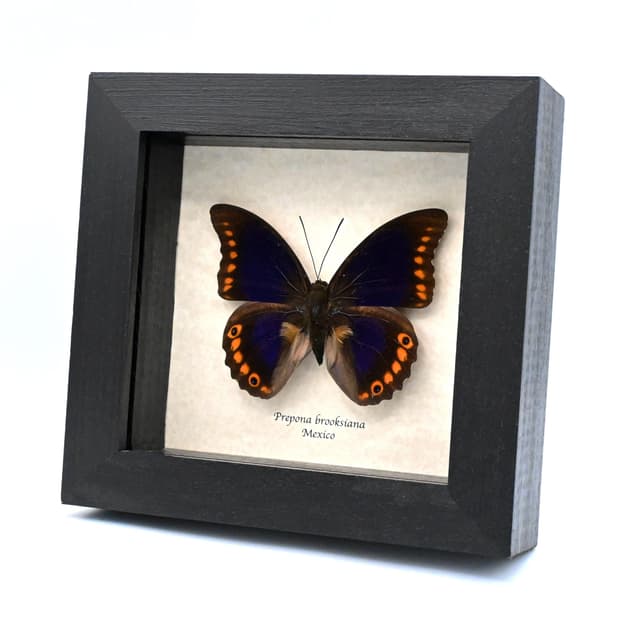 Rare purple Brush-footed butterfly framed taxidermy - Prepona brooksiana - large