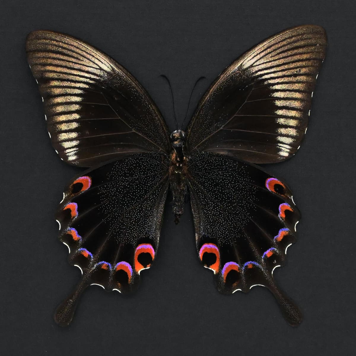 Large Jungle Jade butterfly framed taxidermy - Papilio karna - large female