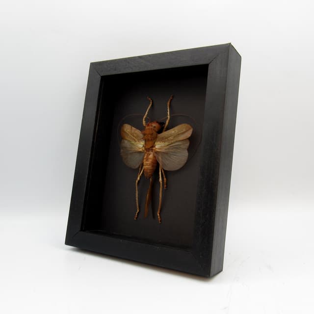 Giant Dragon Headed Katydid framed taxidermy - Lesina ensifera - large female