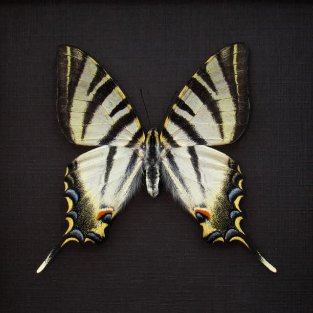 Real Southern Scarce Swallowtail butterfly framed taxidermy - Iphiclides feisthameli - female