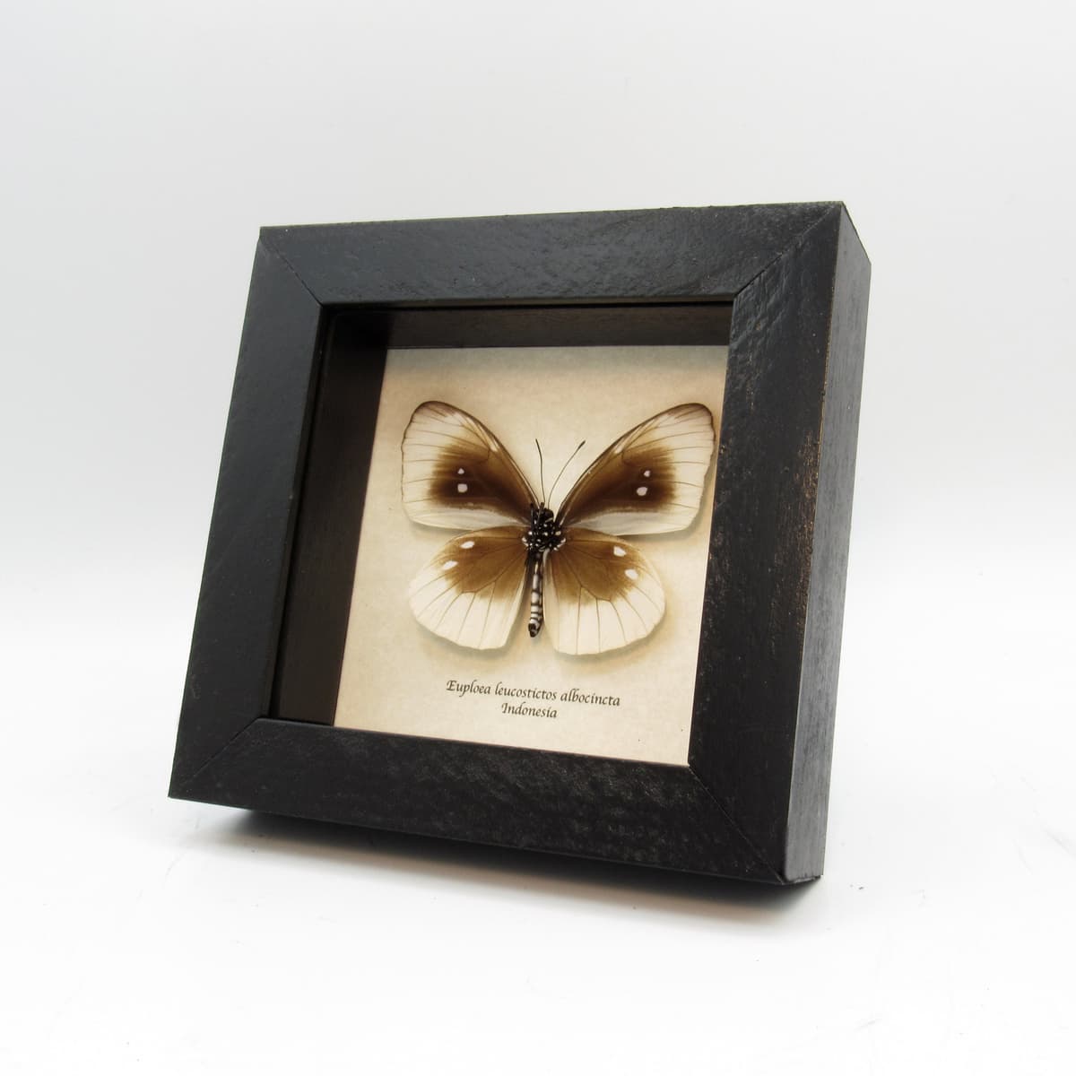 Real white framed taxidermy butterfly - Euploea leucostictos albocincta