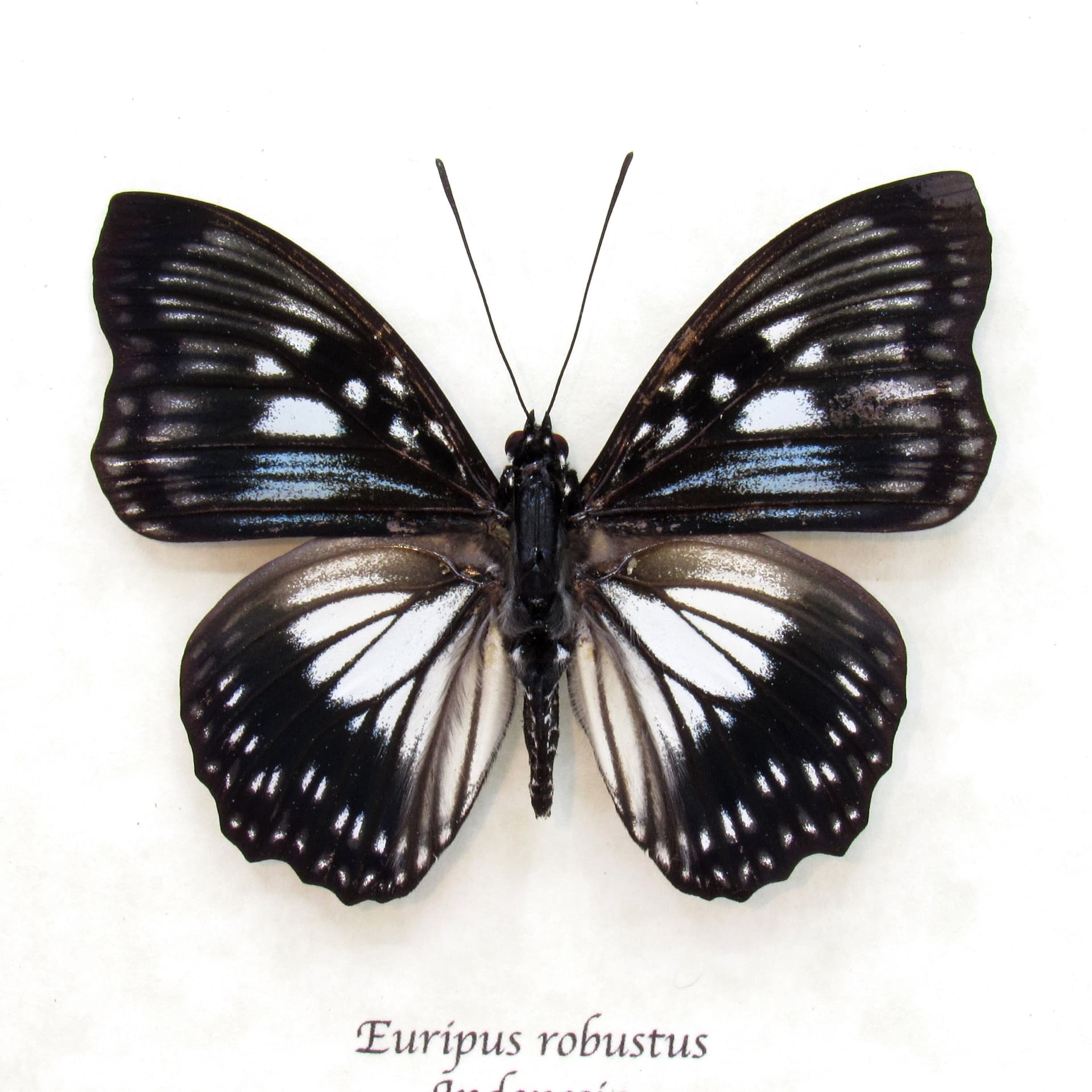 Real framed taxidermy butterfly - Euripus robustus