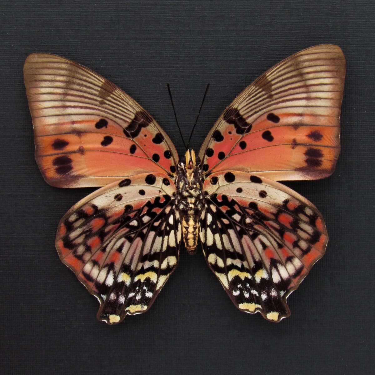 Rare female Red Charaxes butterfly framed taxidermy  - Charaxes zingha - large female