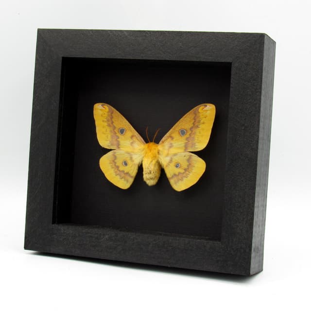 Rare Squeaking Silkmoth framed taxidermy - Rhodinia fugax - female