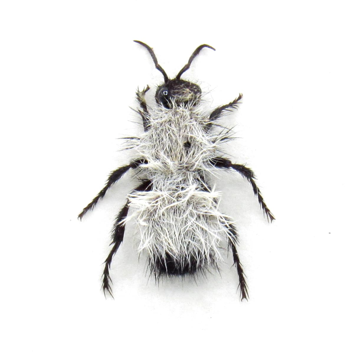 Rare Silver Velvet Cow Killer ant framed taxidermy - Dasymutilla sackenii