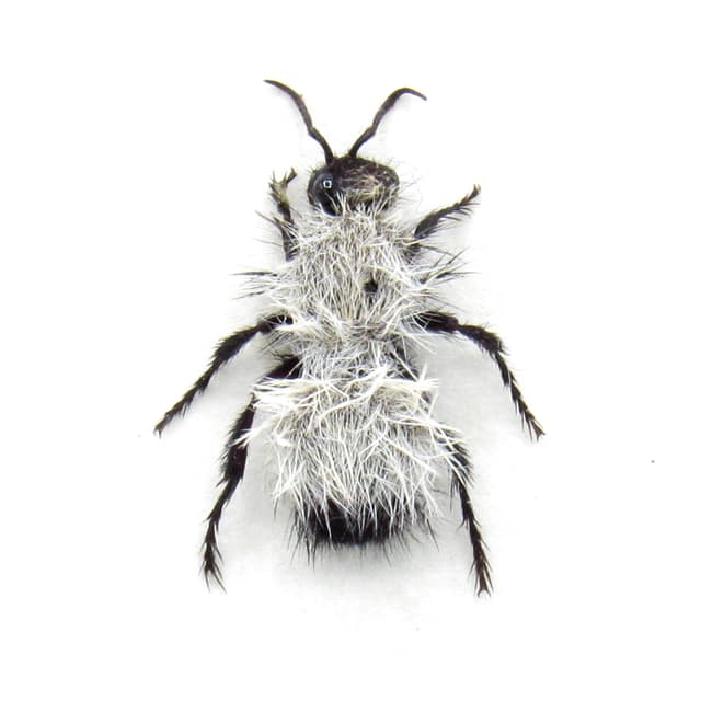 Rare Silver Velvet Cow Killer ant framed taxidermy - Dasymutilla sackenii