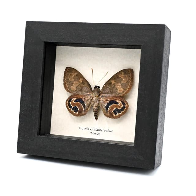 Rare metallic blue Castnia moth framed taxidermy - Castnia escalantei rubioi